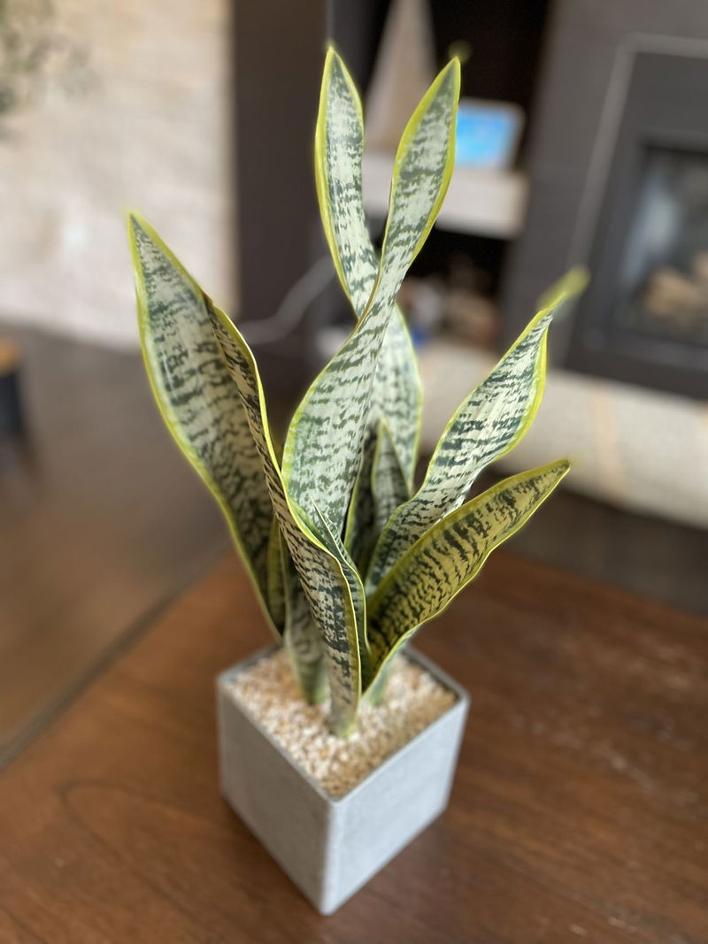 Bornbridge Artificial Snake Plant in Mid Century Plant Stand (Small / 2 Pack)